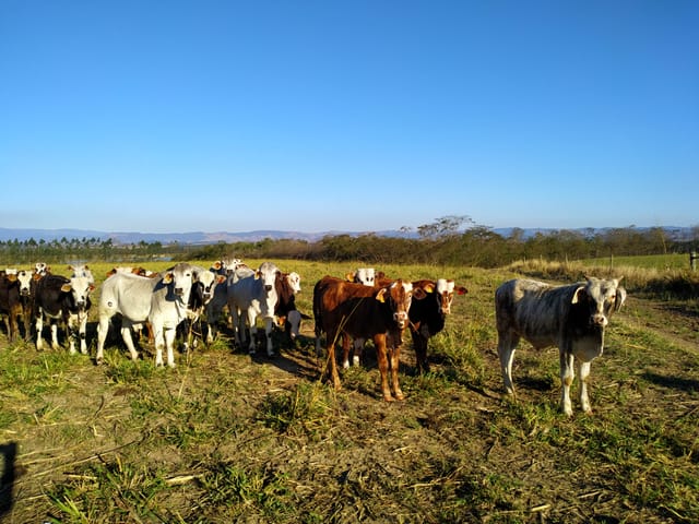 Foto do Chácara - Chácara à venda 3 Quartos, 1 Suite, 4840000M², Zona Rural, Cachoeira Paulista - SP | Palacete Imobiliária