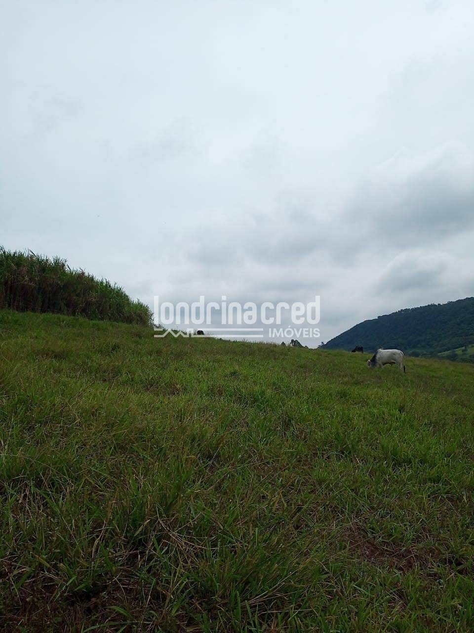 Sítio, 2 quartos, 11 hectares - Foto 3