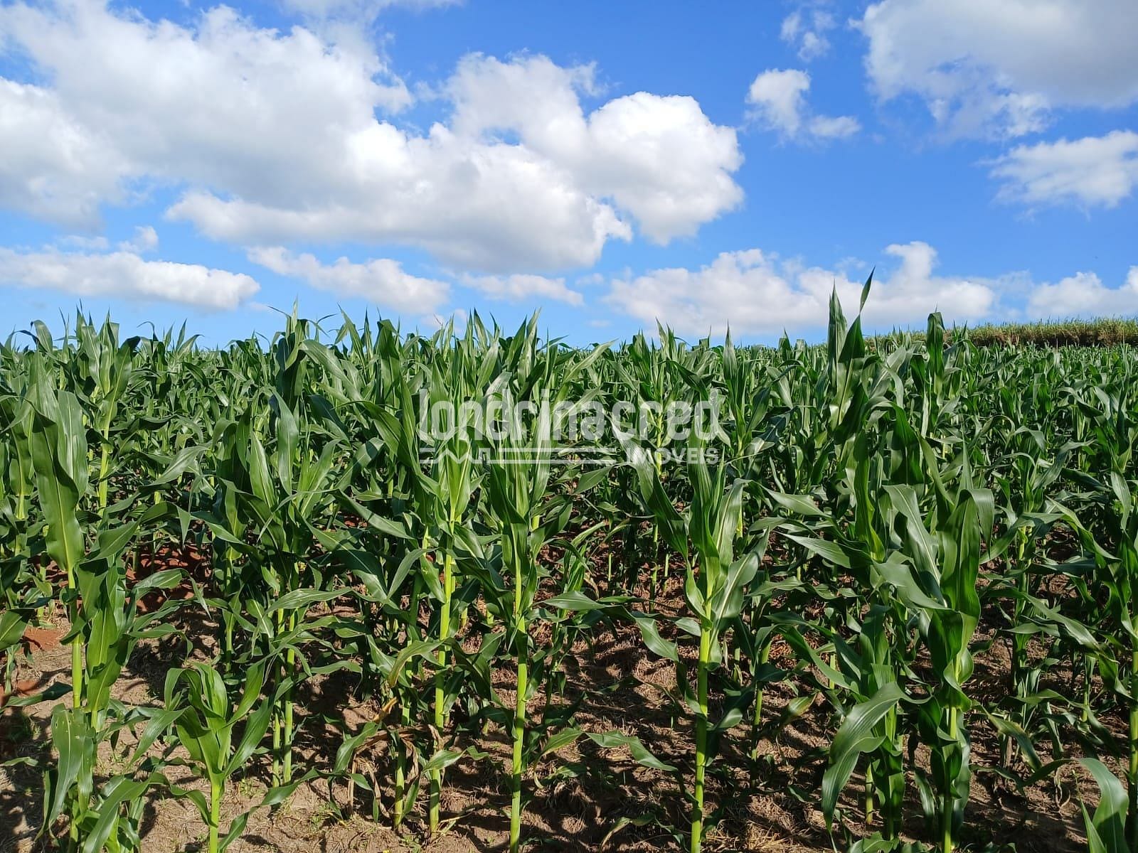 Sítio, 2 quartos, 11 hectares - Foto 2