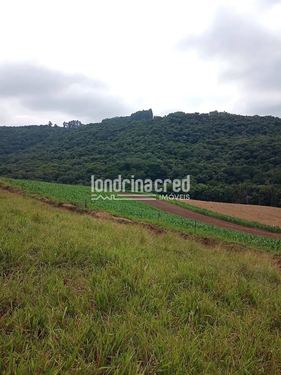 Sítio, 2 quartos, 11 hectares - Foto 1