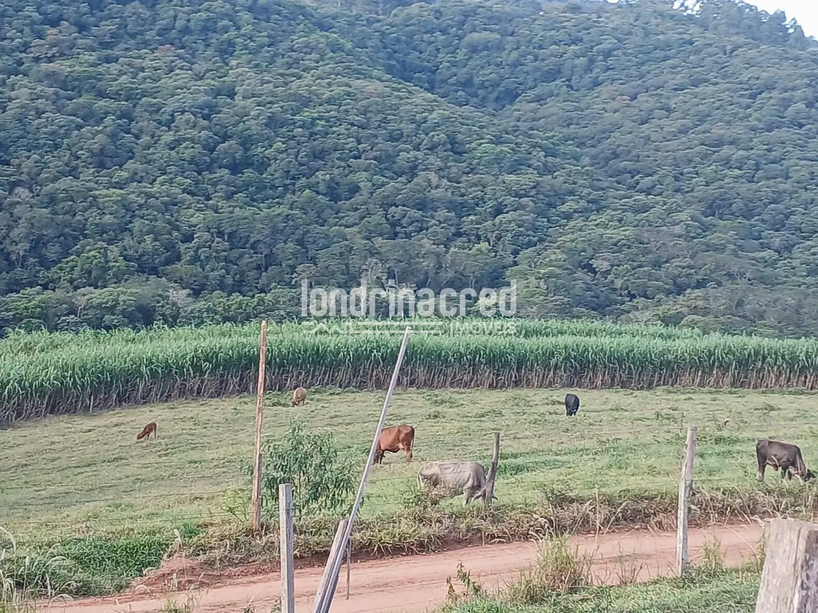Sítio, 2 quartos, 11 hectares - Foto 18