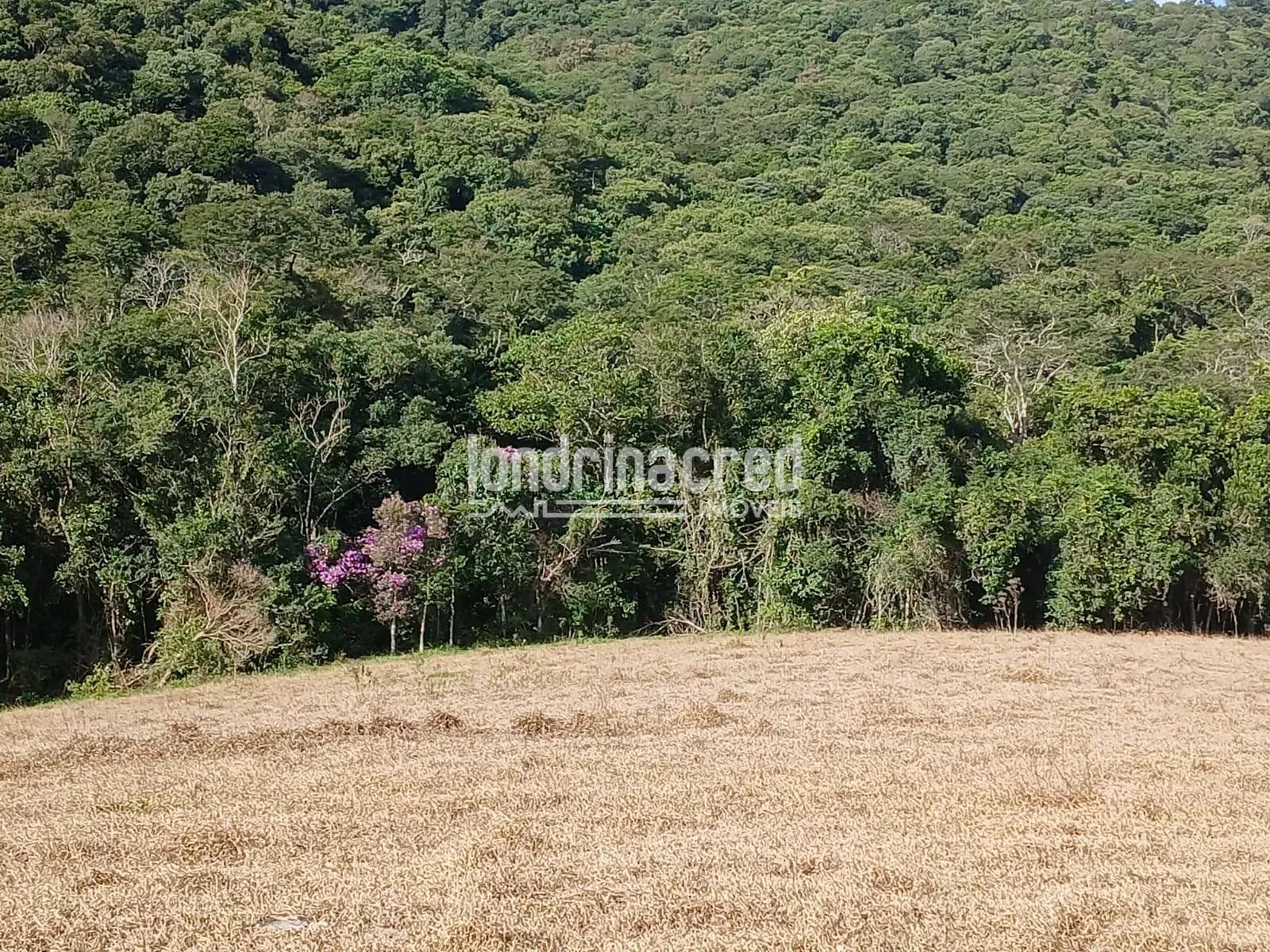 Sítio, 2 quartos, 11 hectares - Foto 19