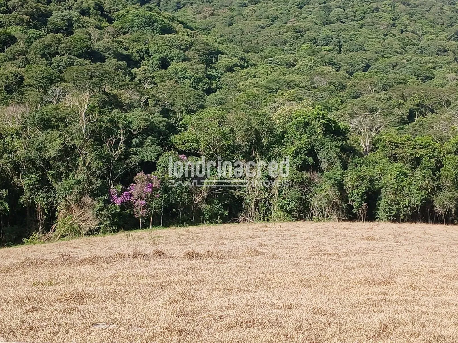 Sítio, 2 quartos, 11 hectares - Foto 21