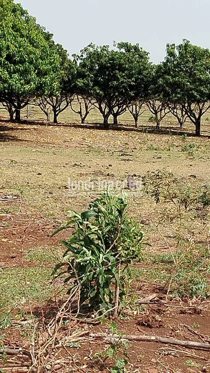 Sítio, 1 quarto, 12 hectares - Foto 4