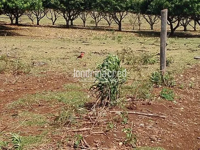 Chácara com 121000m², à venda, no bairro Rural em Uraí