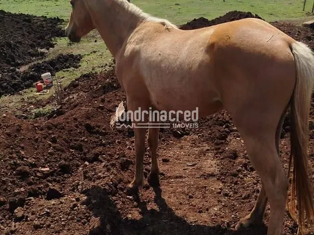 Chácara com 121000m², à venda, no bairro Rural em Uraí