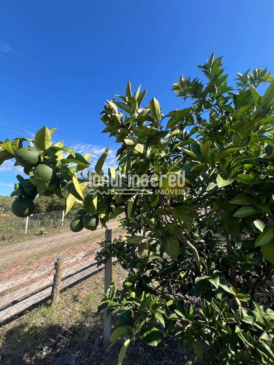 Sítio, 3 quartos, 2500 m² - Foto 3