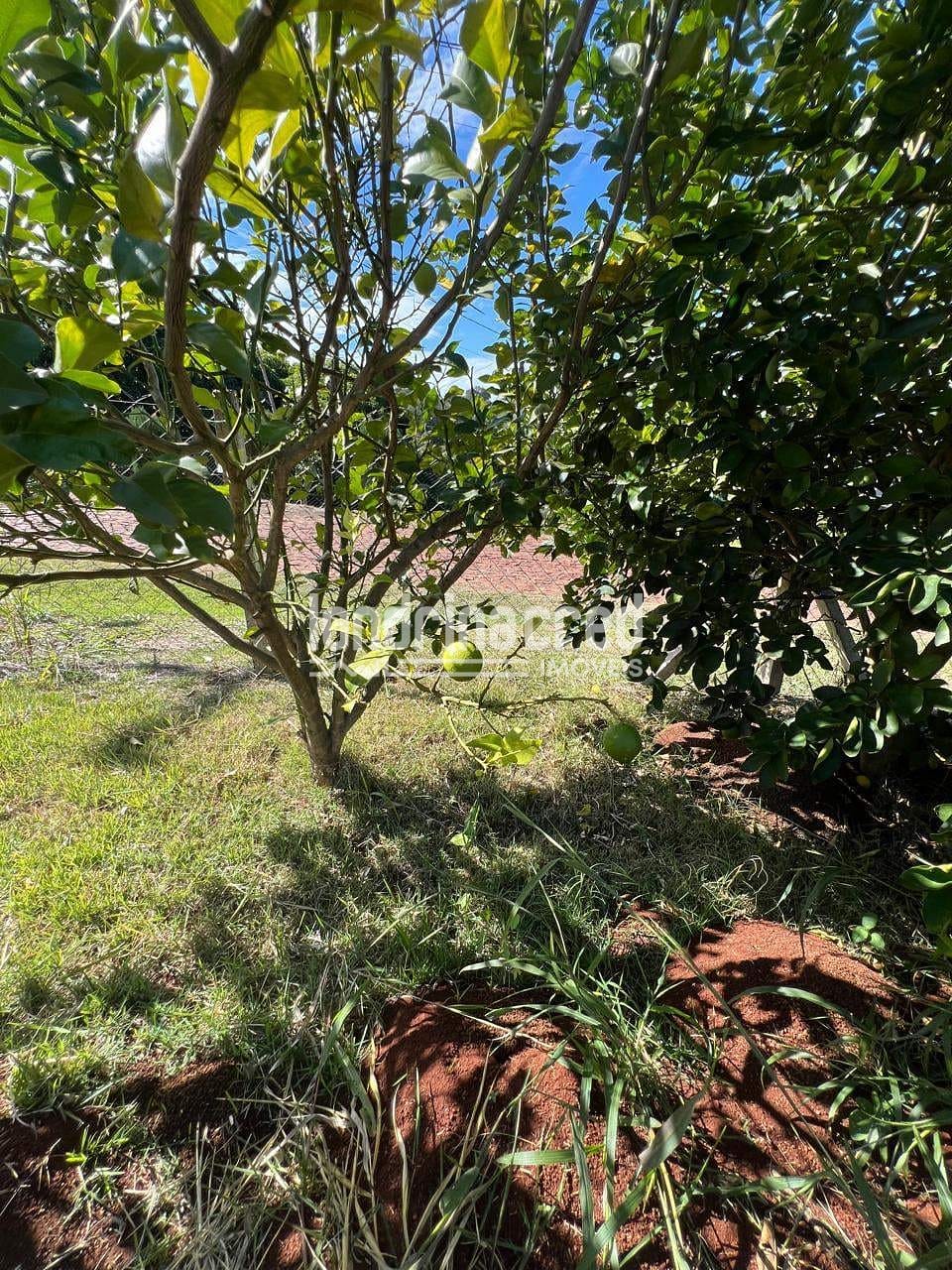 Sítio, 3 quartos, 2500 m² - Foto 11