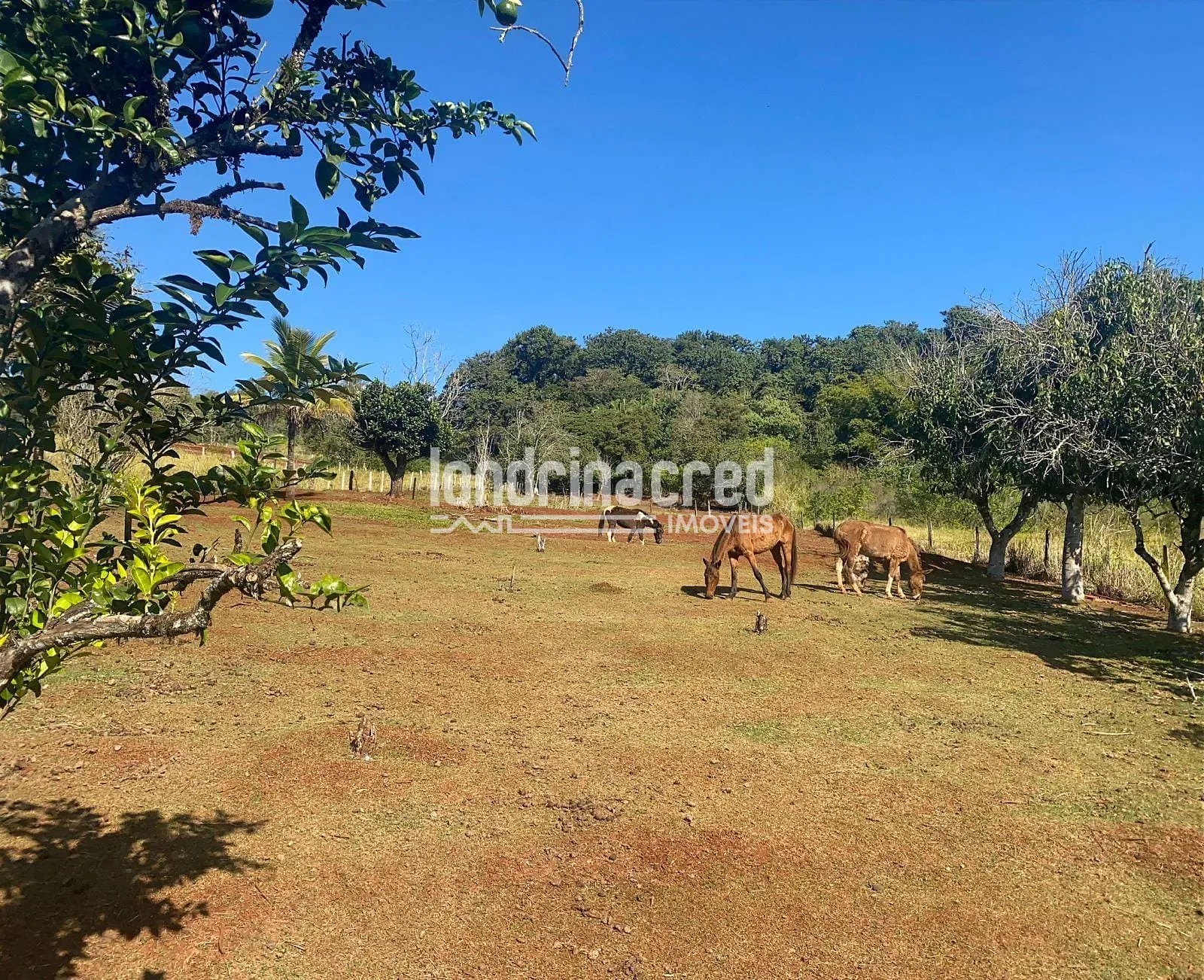 Sítio, 2 quartos, 3 hectares - Foto 18