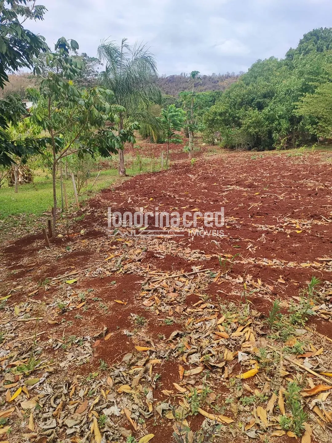 Sítio, 2 quartos, 3654 m² - Foto 6