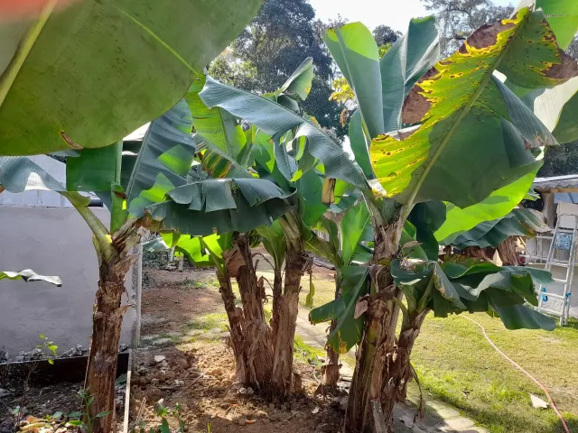 Chácara com 770m² 3 quartos e 4 banheiros, à venda, no bairro Pinhão em Taubaté
