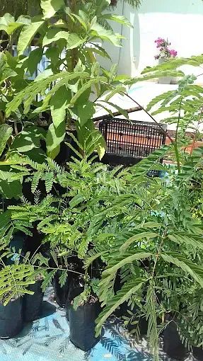 Casa, 3 quartos, 250 m² - Foto 38