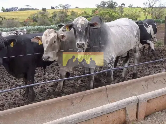 Fazenda com 968000m² 3 quartos e 4 banheiros, à venda, no bairro Santana em Avaré