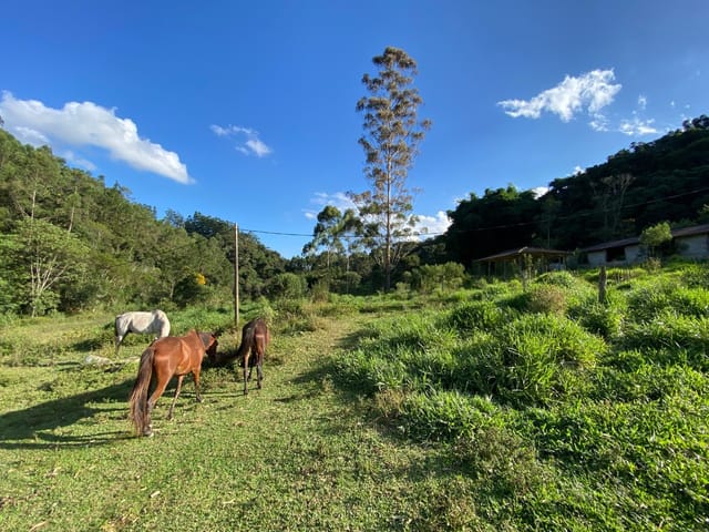 Foto do Fazenda - Fazenda à venda, 4 Quartos, 2 galpões, casa para caseiro, 240000M², Bairro dos Gonçalves, Piracaia - SP | Boa Vista Imóveis