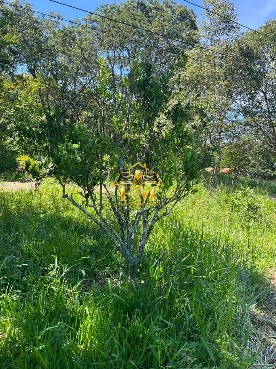 Fazenda, 240 hectares - Foto 8