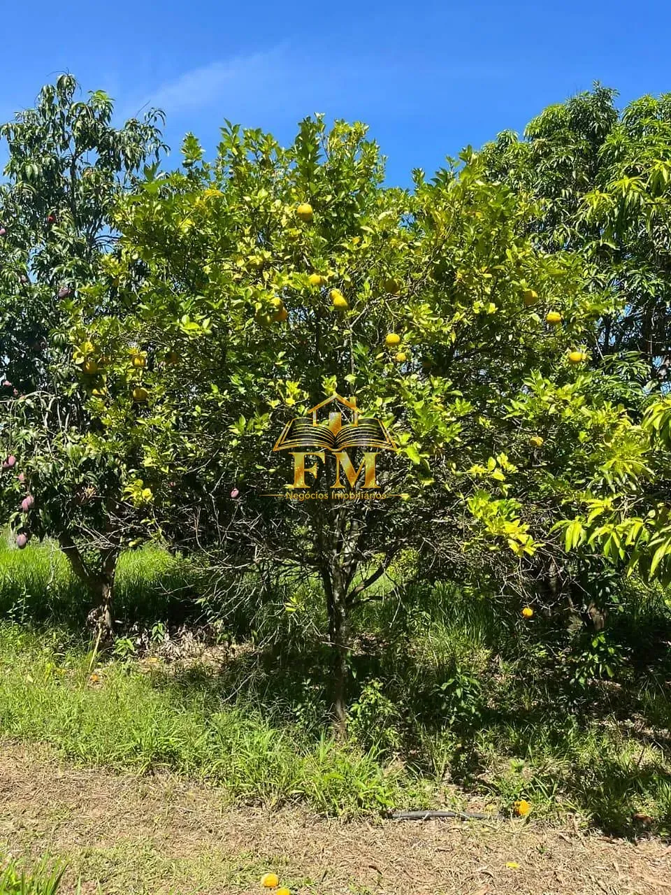 Fazenda, 240 hectares - Foto 9