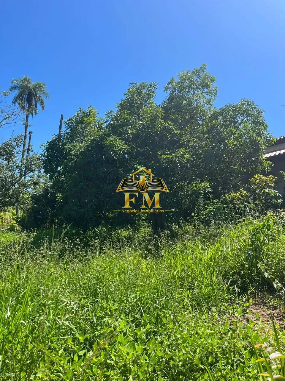 Fazenda, 240 hectares - Foto 12