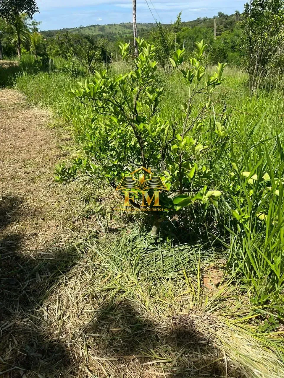 Fazenda, 240 hectares - Foto 14