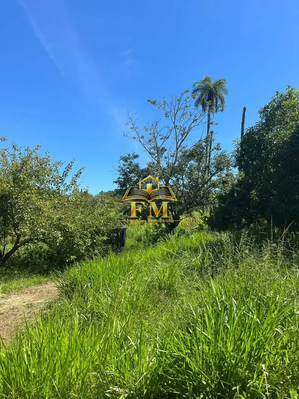 Fazenda, 240 hectares - Foto 16