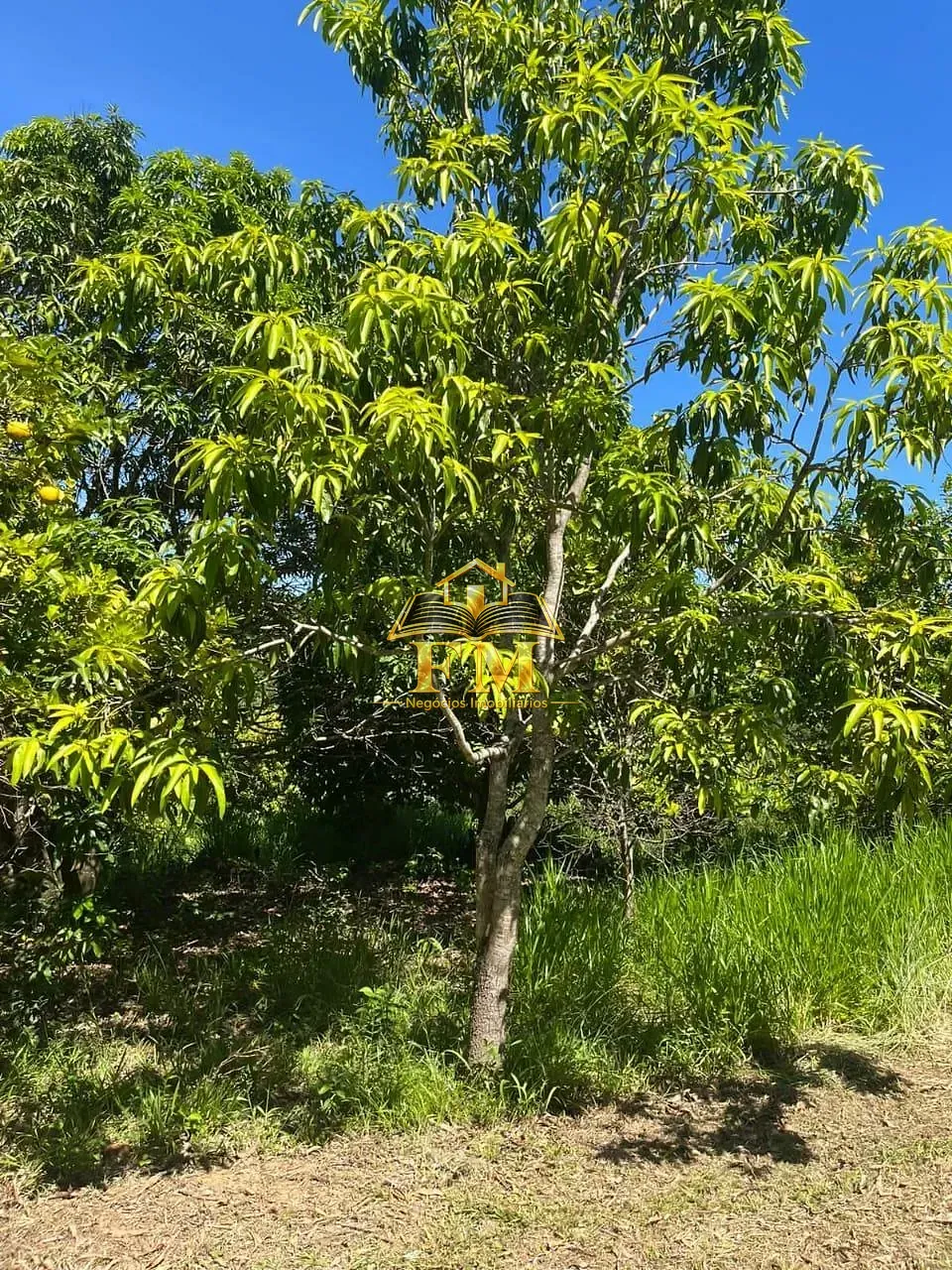 Fazenda, 240 hectares - Foto 18