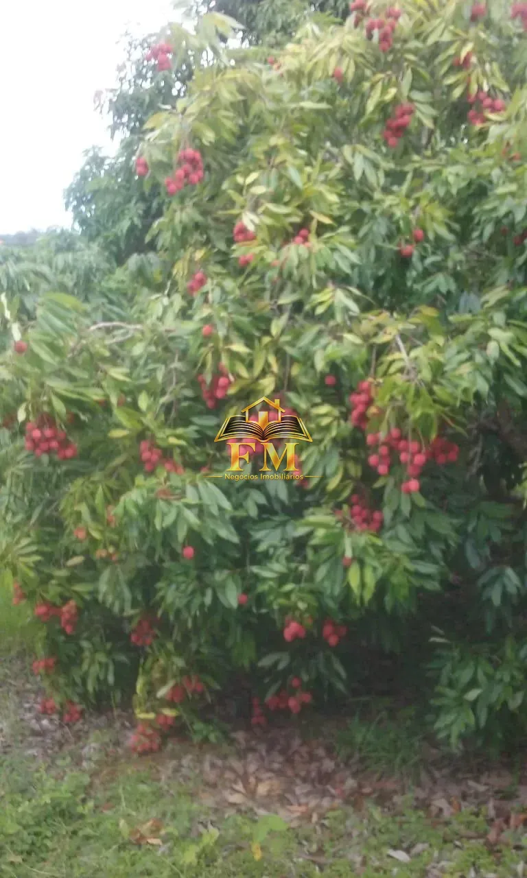 Fazenda, 240 hectares - Foto 31