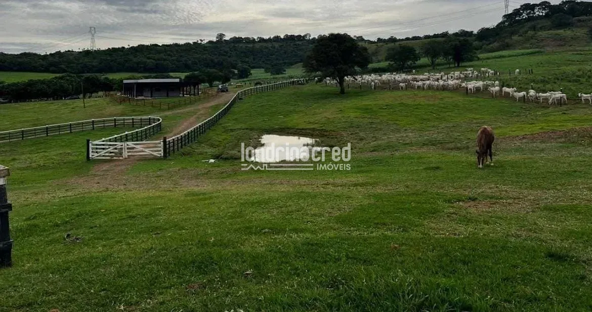 Fazenda, 177 hectares - Foto 27