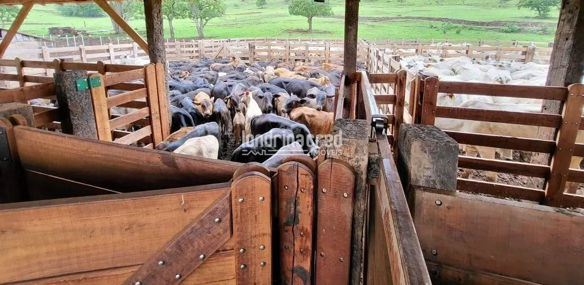 Fazenda, 177 hectares - Foto 32