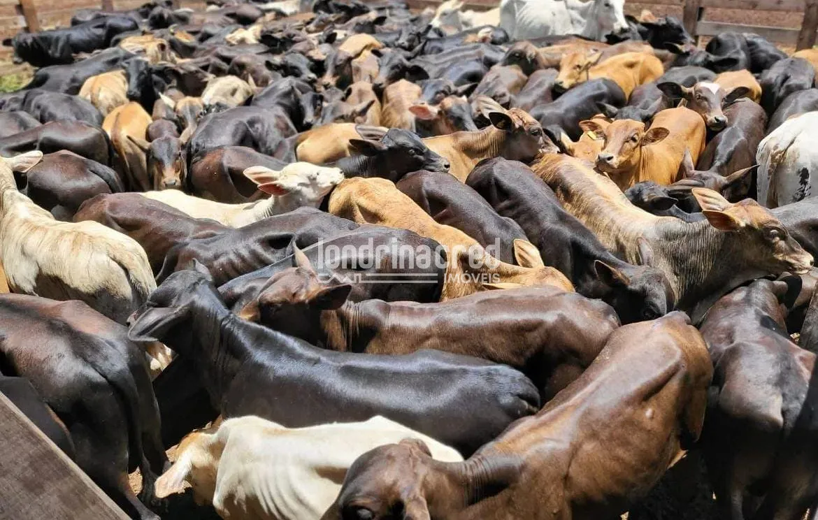 Fazenda, 177 hectares - Foto 33