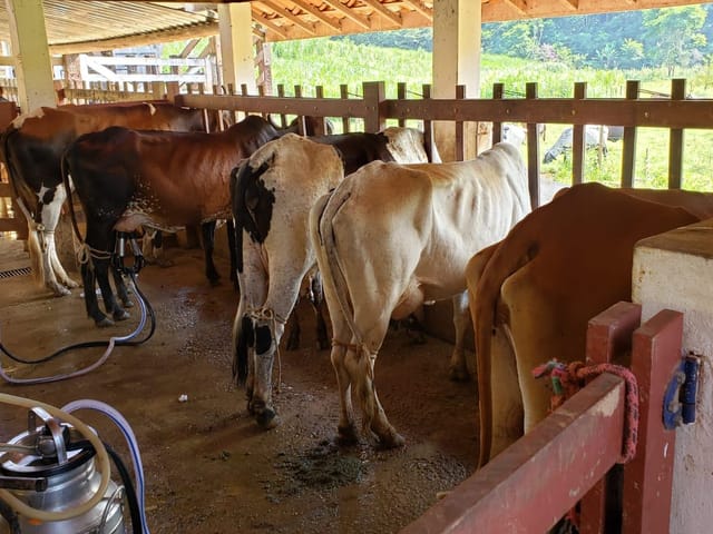 Fazenda com 820000m² 6 quartos e 3 banheiros, à venda, no bairro Pedro Carlos (Conservatória) em Valença