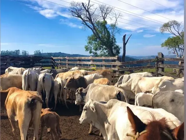Fazenda com 170000m², à venda, no bairro Zona Rural em Pinhão