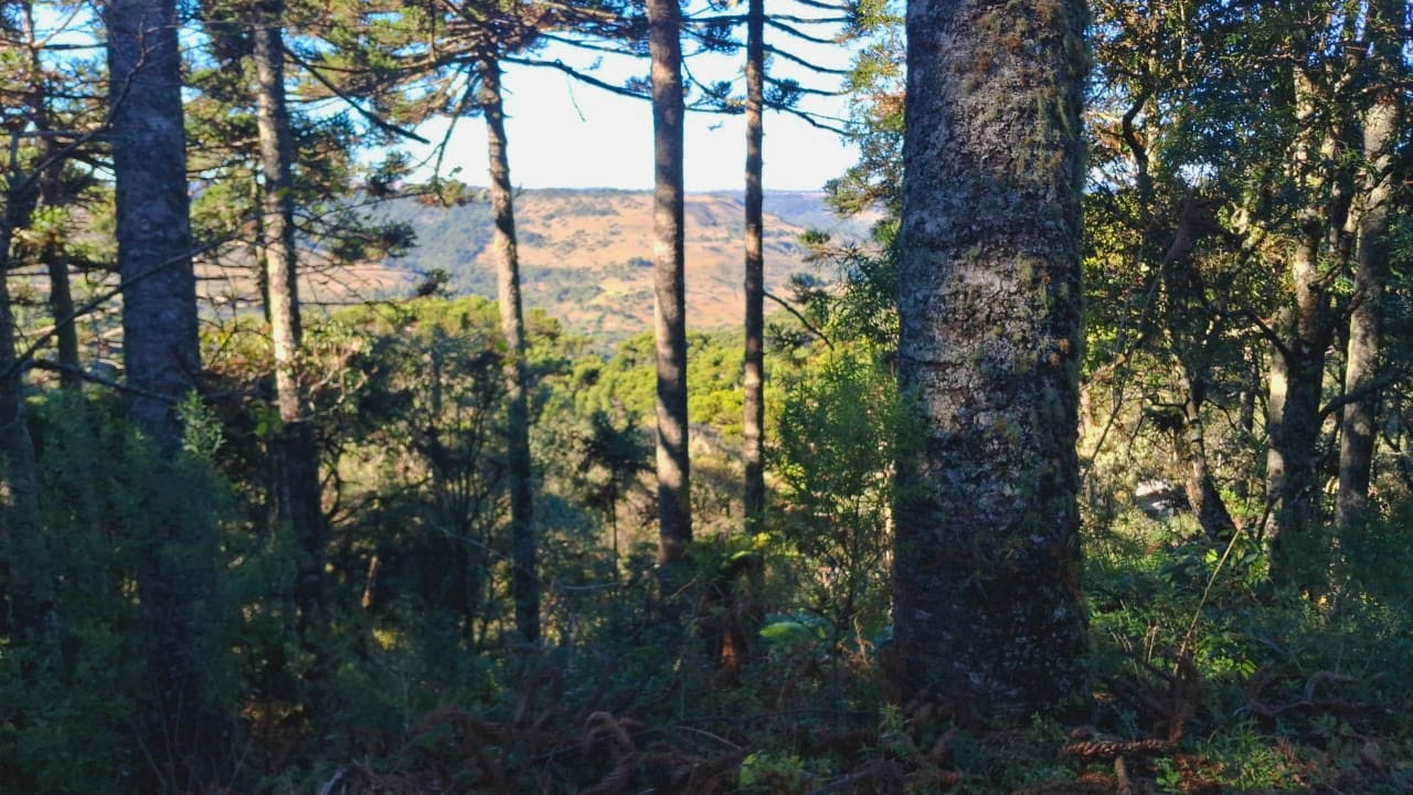 Fazenda-Sítio-Chácara, 10000 m² - Foto 4