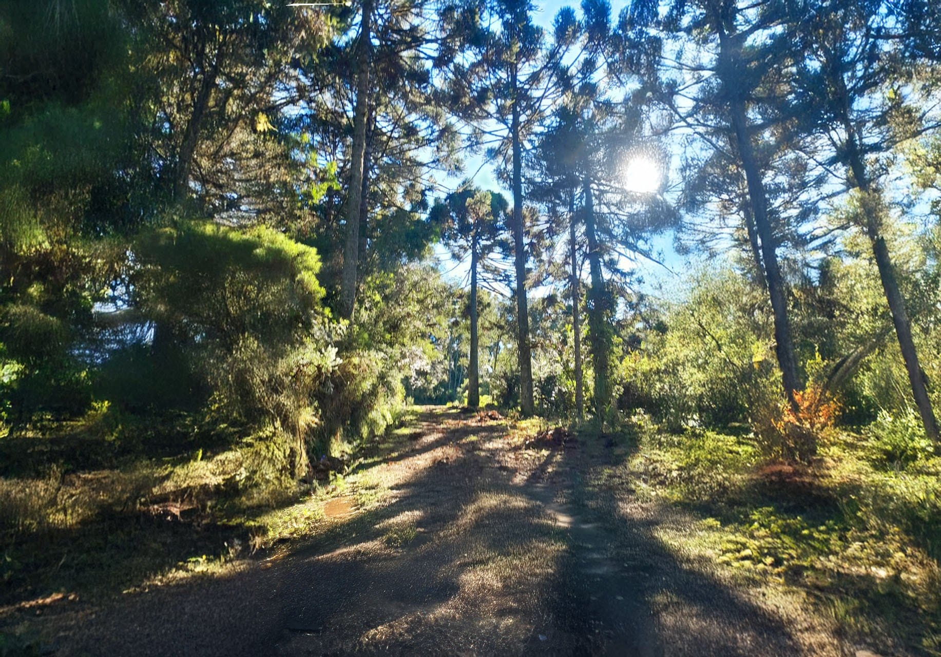 Fazenda-Sítio-Chácara, 10000 m² - Foto 5