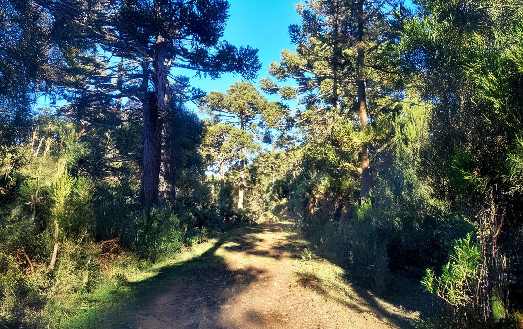 Fazenda, 10000 m² - Foto 6