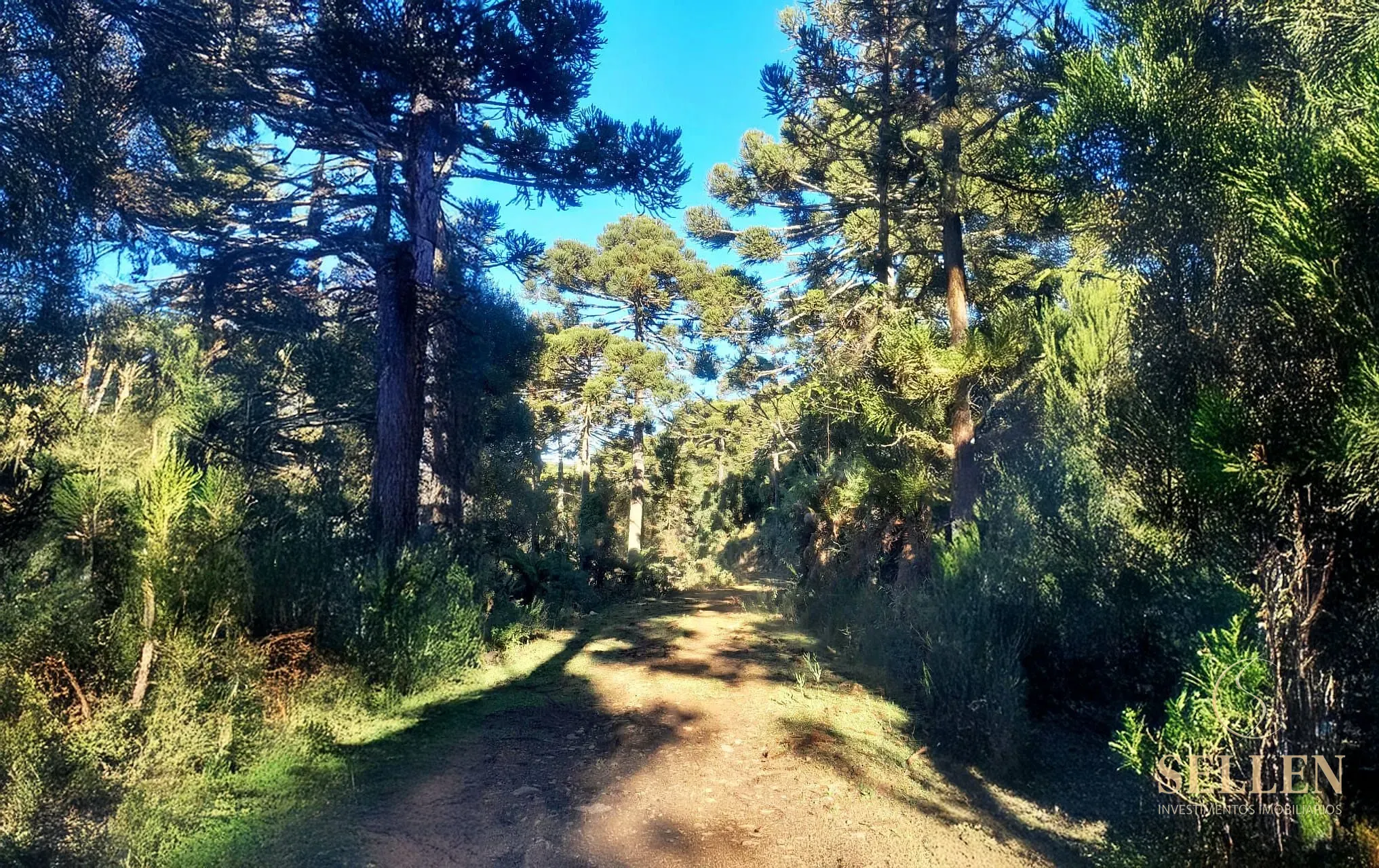 Fazenda, 10000 m² - Foto 6