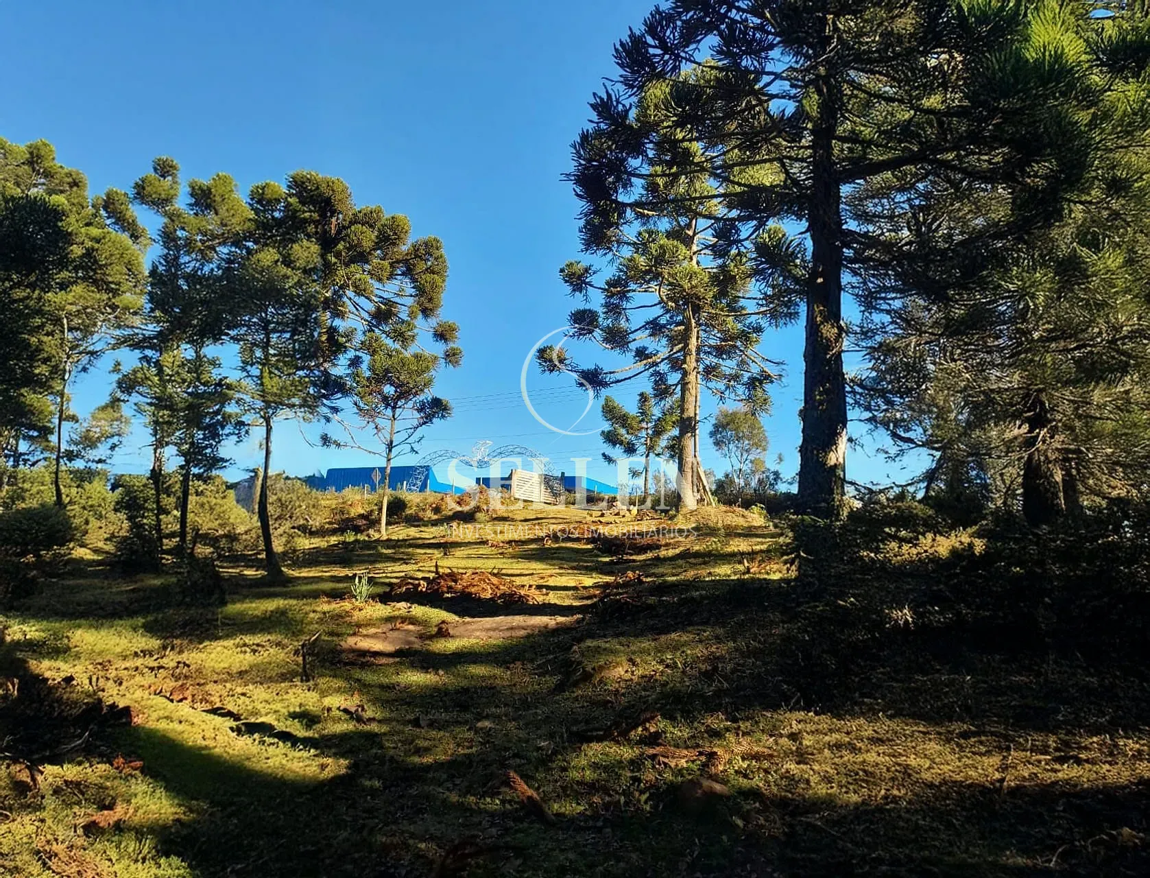 Fazenda, 10000 m² - Foto 3