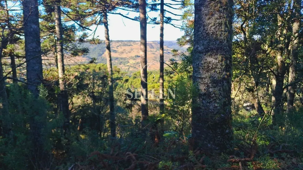 Fazenda, 10000 m² - Foto 4