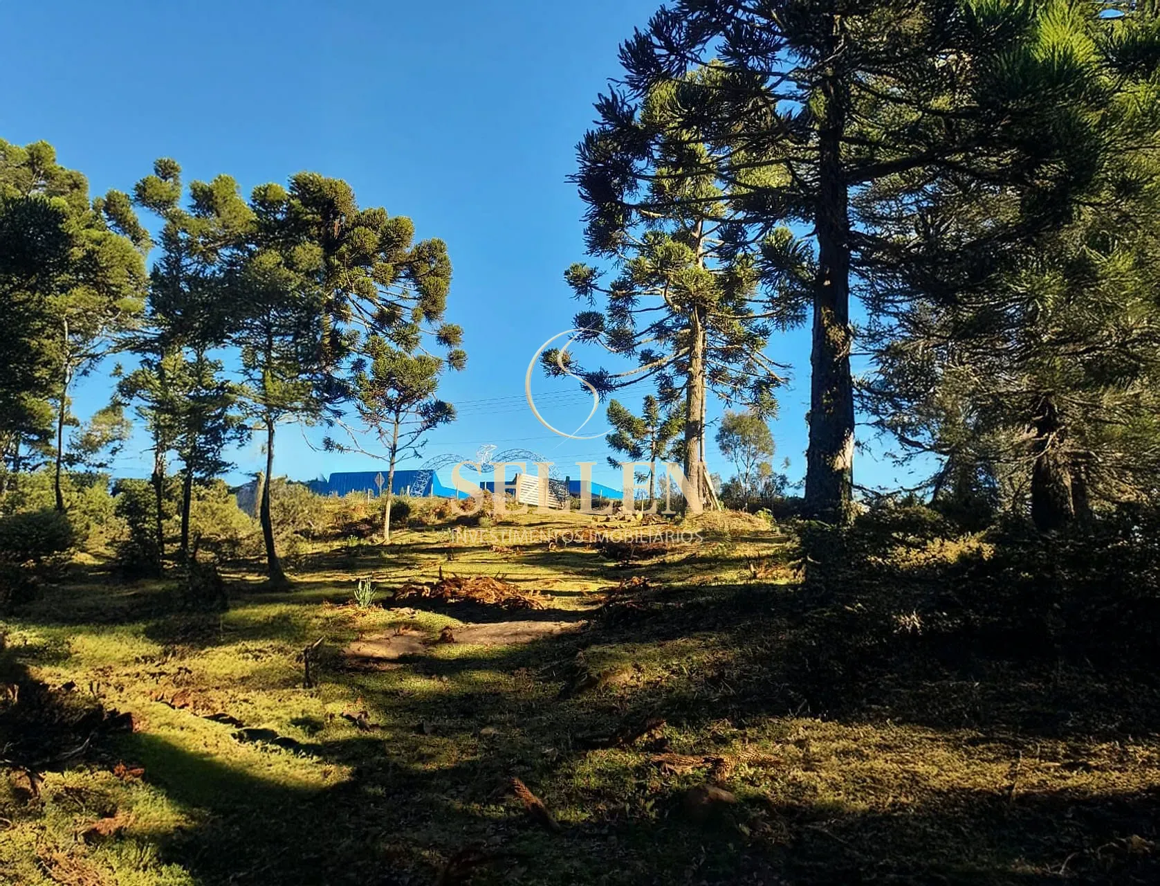 Sítio, 3 quartos, 10000 m² - Foto 3