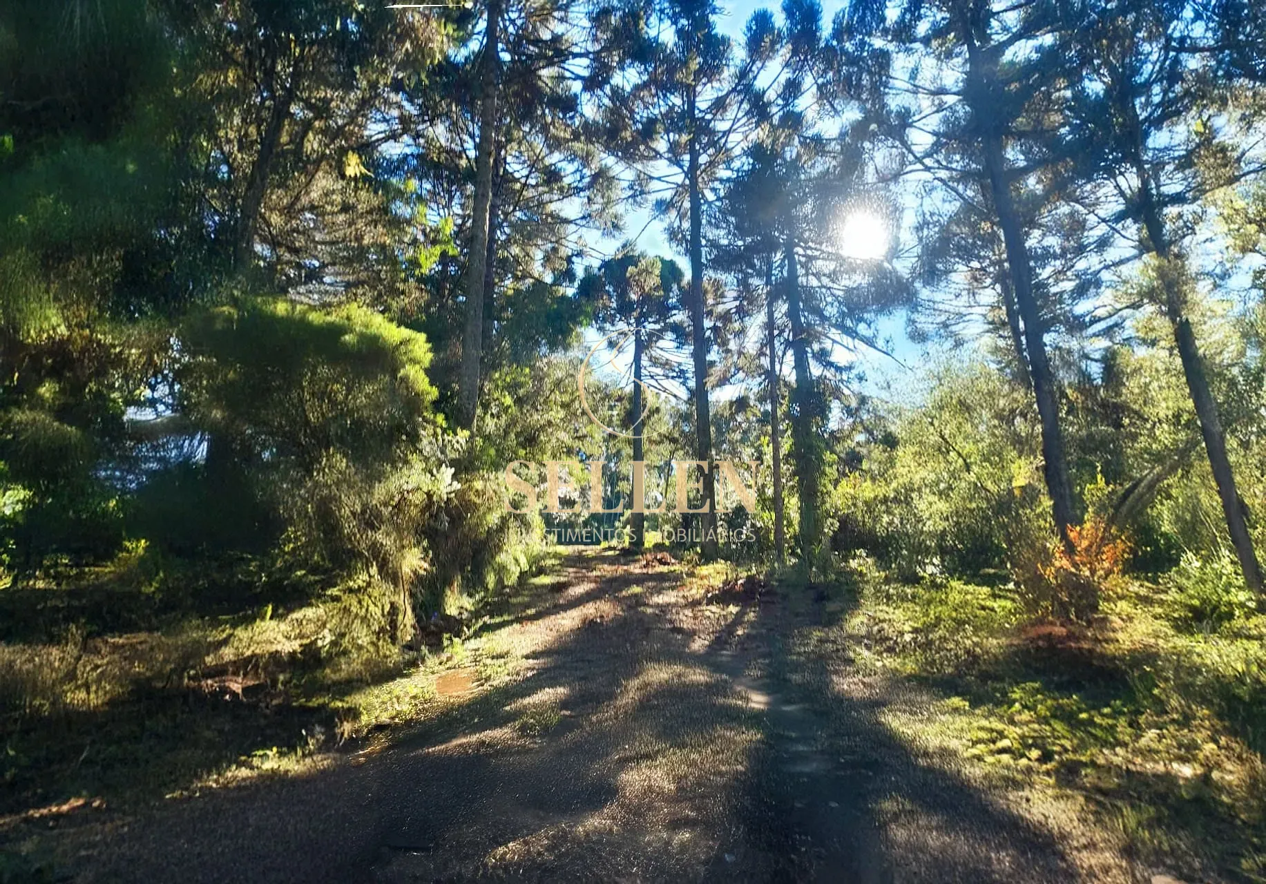 Sítio, 3 quartos, 10000 m² - Foto 5