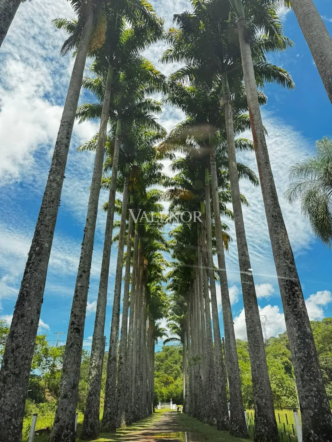 Fazenda, 215 hectares - Foto 18