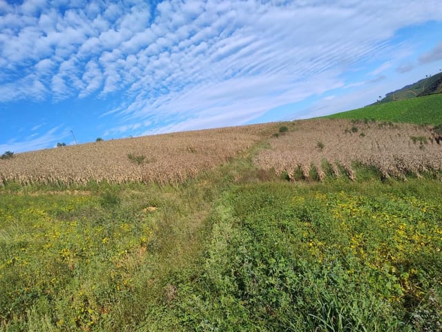 Fazenda com 1580000m² 3 quartos e 2 banheiros, à venda, no bairro Piaçu em Muniz Freire