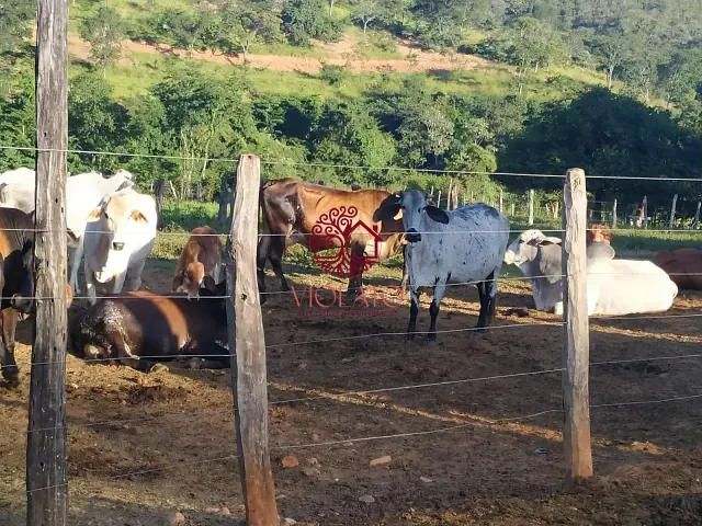 Fazenda com 48400m² 4 quartos e 3 banheiros, à venda, no bairro Região Valo Fundo em Santo Hipólito