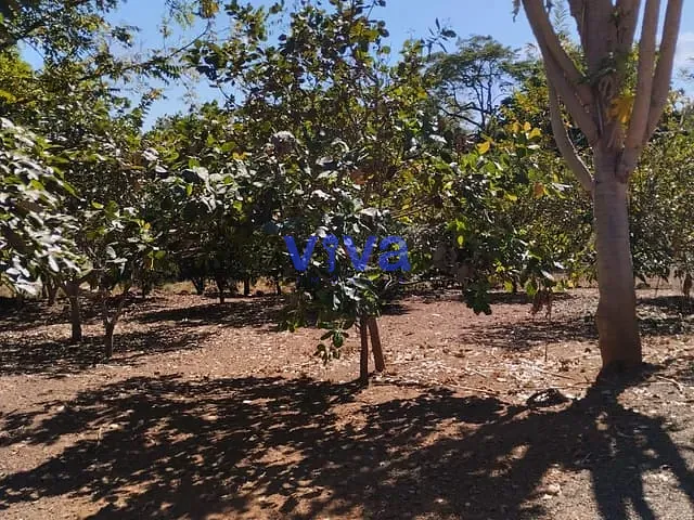 Fazenda com 6000m² 3 quartos e 1 banheiro, à venda, no bairro FAZENDA SANTANA em Petrolina de Goiás