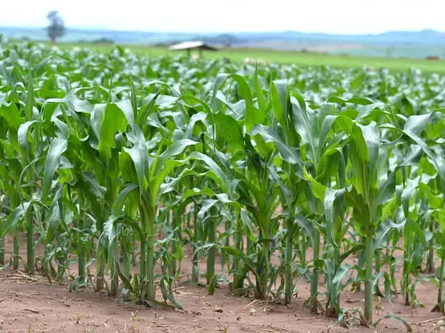 Fazenda à venda, no bairro Área Rural de Apucarana em Apucarana
