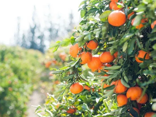 Fazenda à venda, no bairro Área Rural de Apucarana em Apucarana
