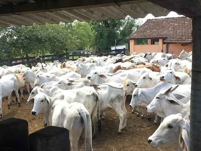 Fazenda com 1258000m² 1 quarto e 1 banheiro, à venda, no bairro Ponte dos Leites em Araruama