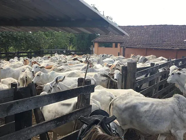 Fazenda com 1258000m² 1 quarto e 1 banheiro, à venda, no bairro Ponte dos Leites em Araruama