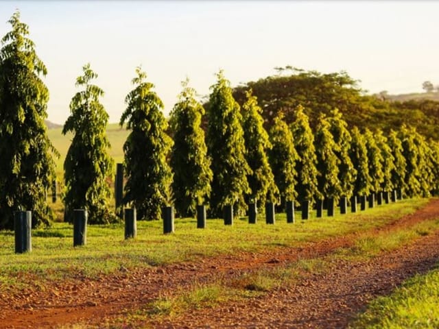 Foto do Fazenda - Fazenda com 23 dormitórios à venda, 5920000 m² por R$ 52.000.000,00 - Centro - Boa Esperança do Sul/SP | INDEPENDENCE NEGOCIOS IMOBILIARIOS LTDA