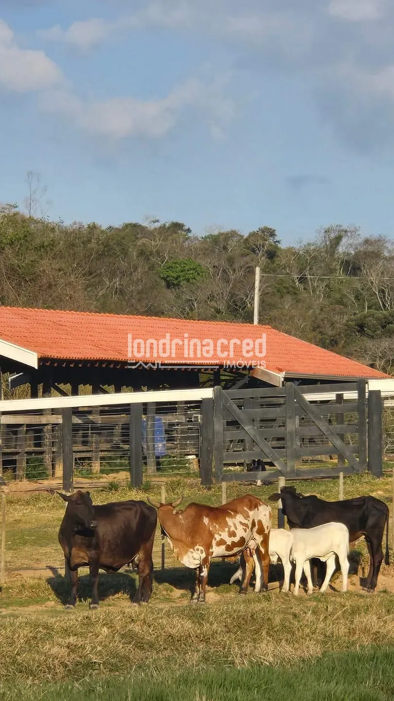 Fazenda, 340 hectares - Foto 46