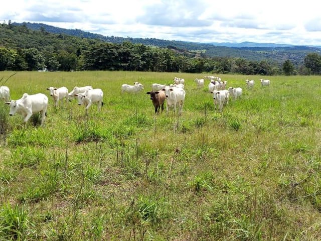 Fazenda com 8397400m² 4 quartos e 2 banheiros, à venda, no bairro zona rural em Rubiataba