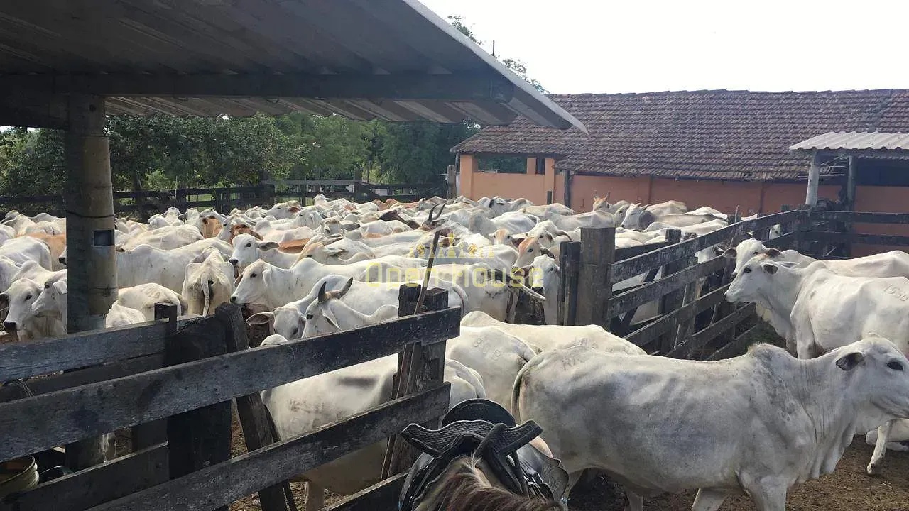 Fazenda, 126 hectares - Foto 16